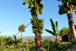 Hotel auf Teneriffa