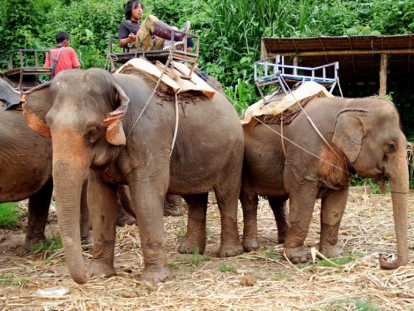 Elephants in Chiang Mai - Thailand
