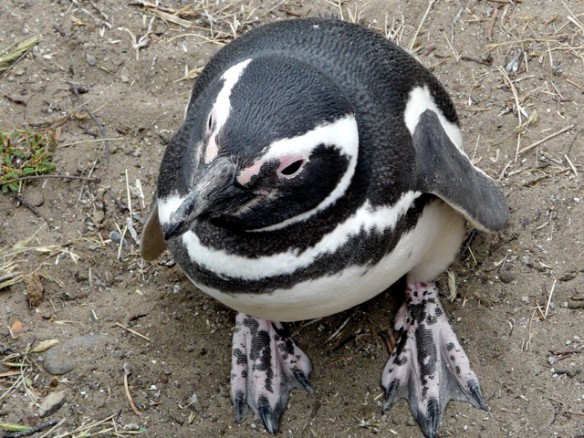 Penguin in Patagonia