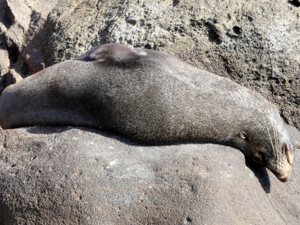 Seal in New Zealand