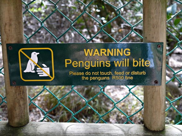 Südafrika - Pinguine