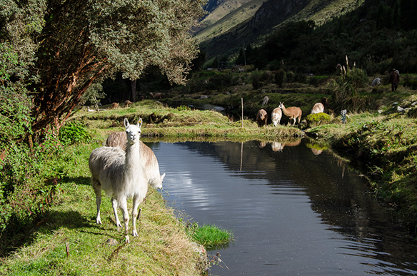 Lama in Ecuador