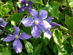 3 Irland - Garinish Island - Lila Blume