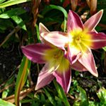 3 Irland - Garinish Island - Rosa Blume