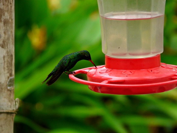 Roatan in Honduras - Kolibri