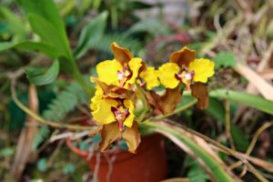 Nebelwald in Ecuador - Yunguilla mit Orchideen