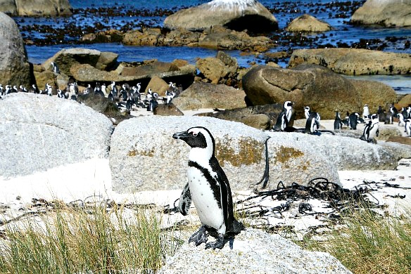 Südafrika - Pinguine Boulders Beach