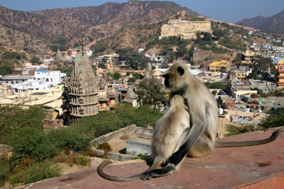 Affen in Indien