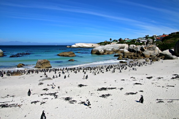 Boulders Beach bei Kapstadt