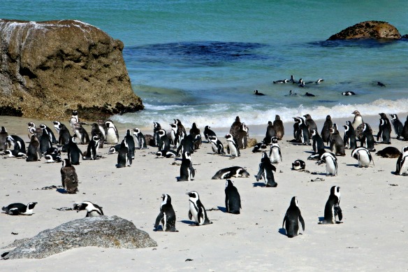 Südafrika : Hier haben die Pinguine den Strand übernommen - Bilder