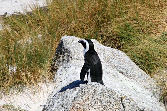 Pinguin in Südafrika