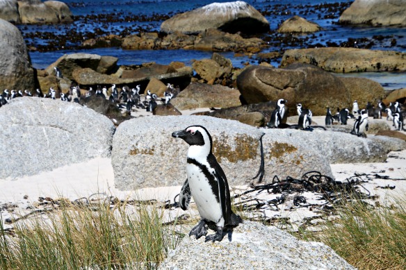 Pinguine am Boulders Beach