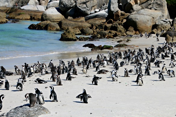 Pinguine bei Kapstadt in Südafrika