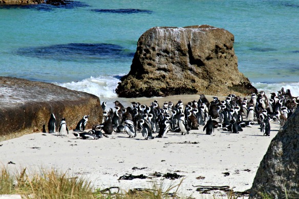 Pinguine bei Kapstadt