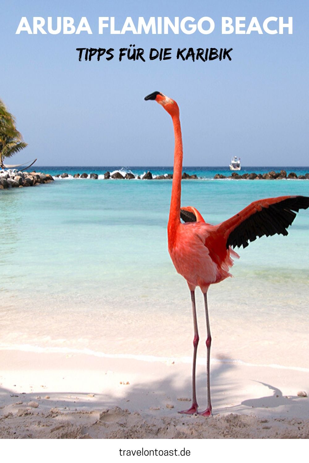 Ihr möchtet den berühmten Aruba Flamingo Beach besuchen? Hier findet ihr die besten Tipps, wie ihr mit den Flamingos baden und sie fotografieren könnt. / Aruba / Aruba Urlaub / Aruba Tipps / Karibik Urlaub / Karibik Bilder / Karibik Meer #Aruba #Karibik #Urlaub #Reisen