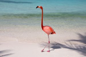 Flamingo am Strand von Aruba