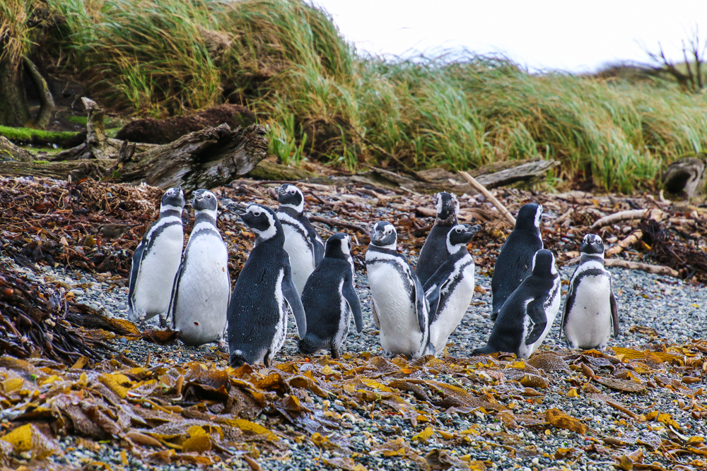 Pinguine in Patagonien