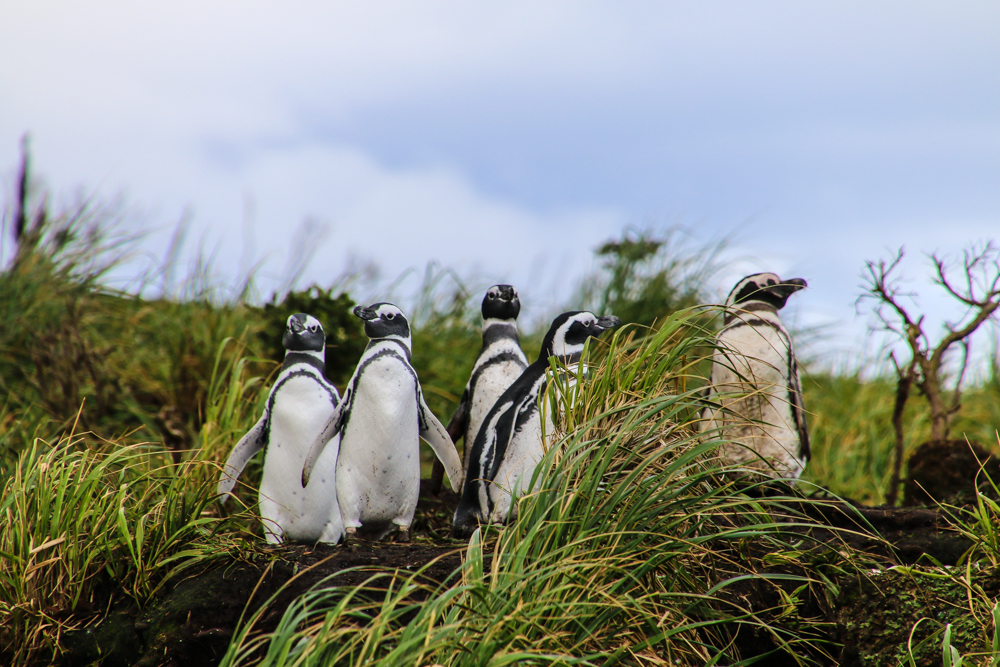 Pinguine in Patagonien