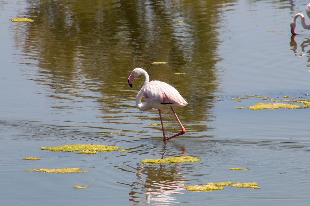 Camargue Flamingo