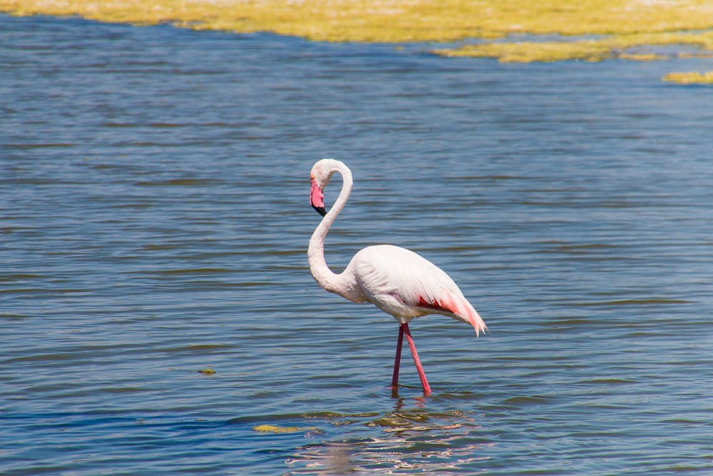 Flamingo - Südfrankreich