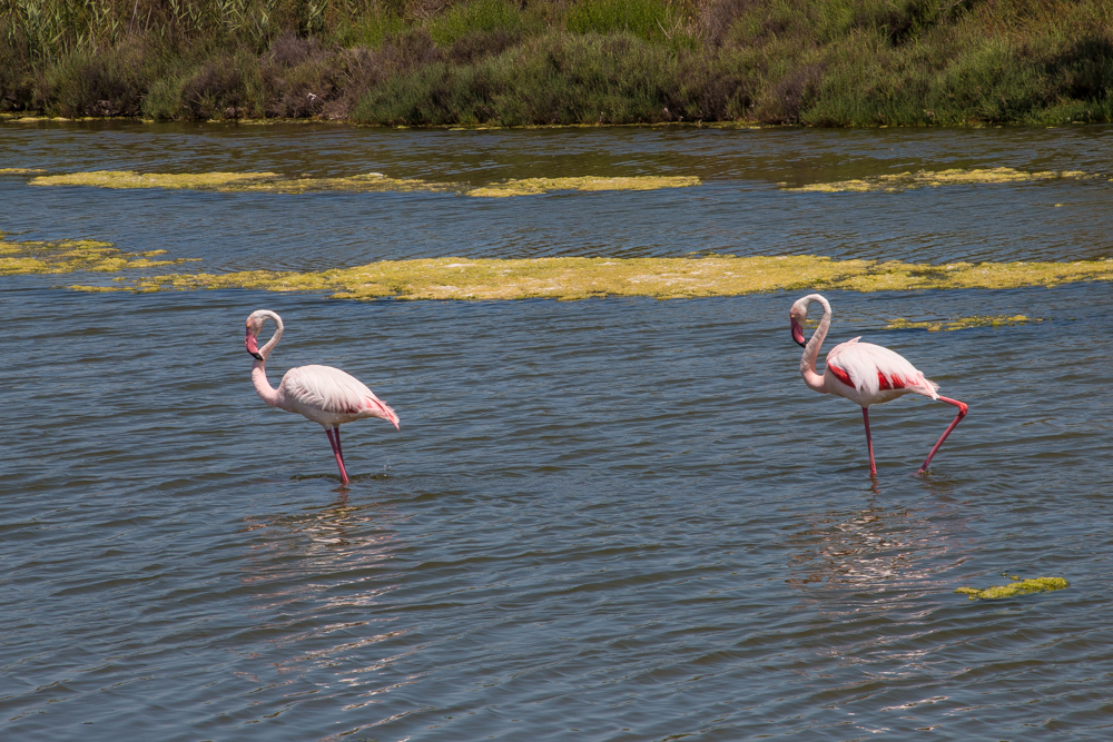 Flamingos in Südfrankreich