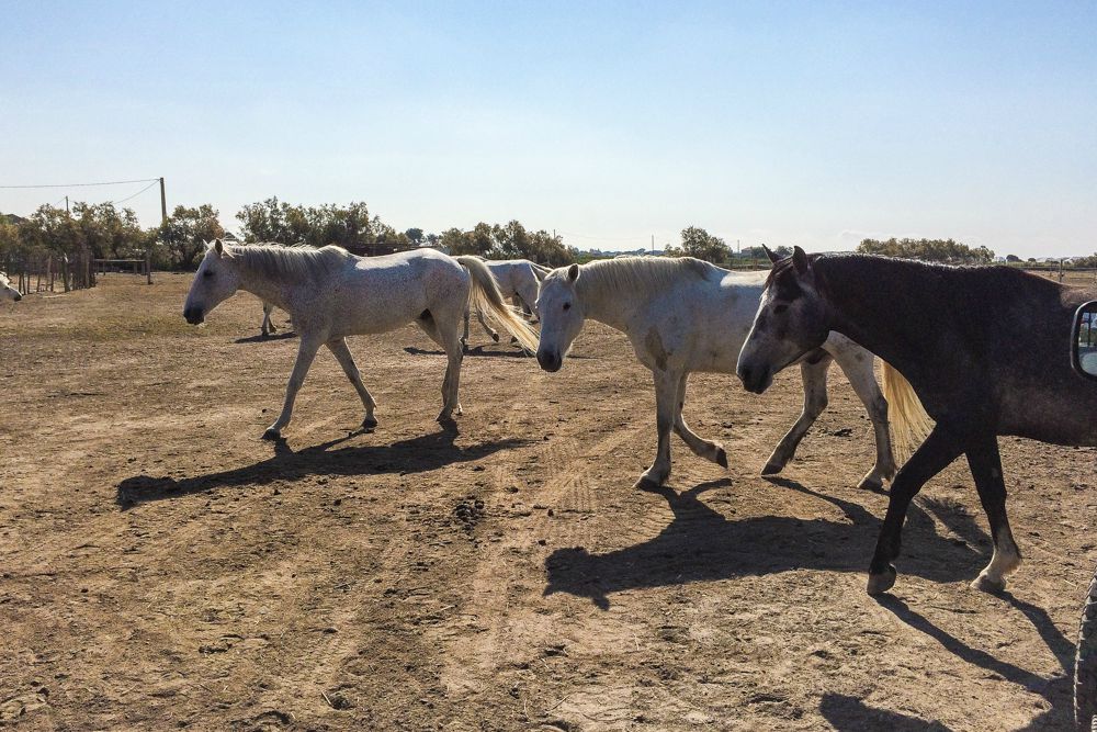 Pferde der Camargue