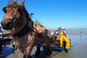 Pferdefischer von Oostduinkerke