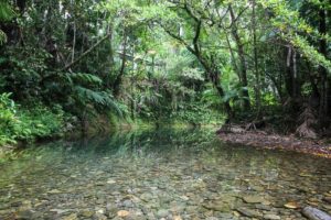 Daintree Swimminghole