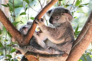Koalas Australia Zoo