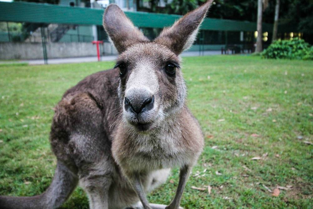 Känguru in Australien