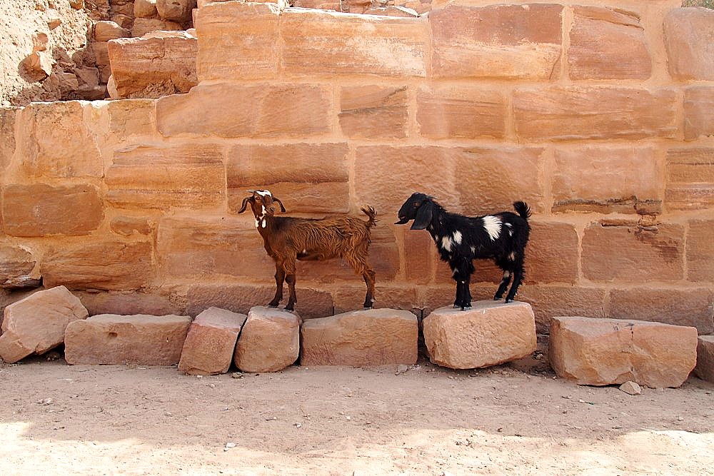 Ziegen in Petra Jordanien