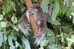 Brisbane: Brisbane Lone Pine Koala Sanctuary