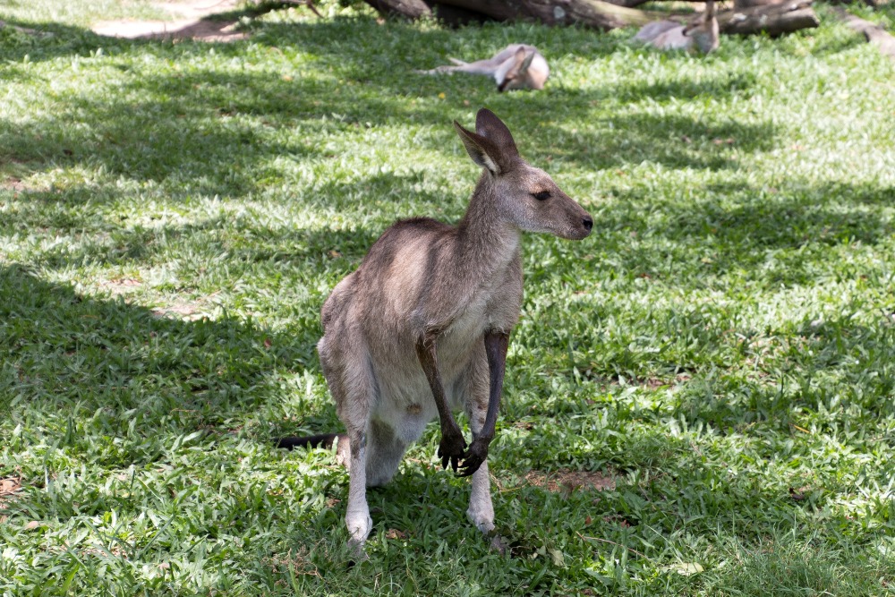Kangaroo at Lone Pine Koala Sanctuary 
