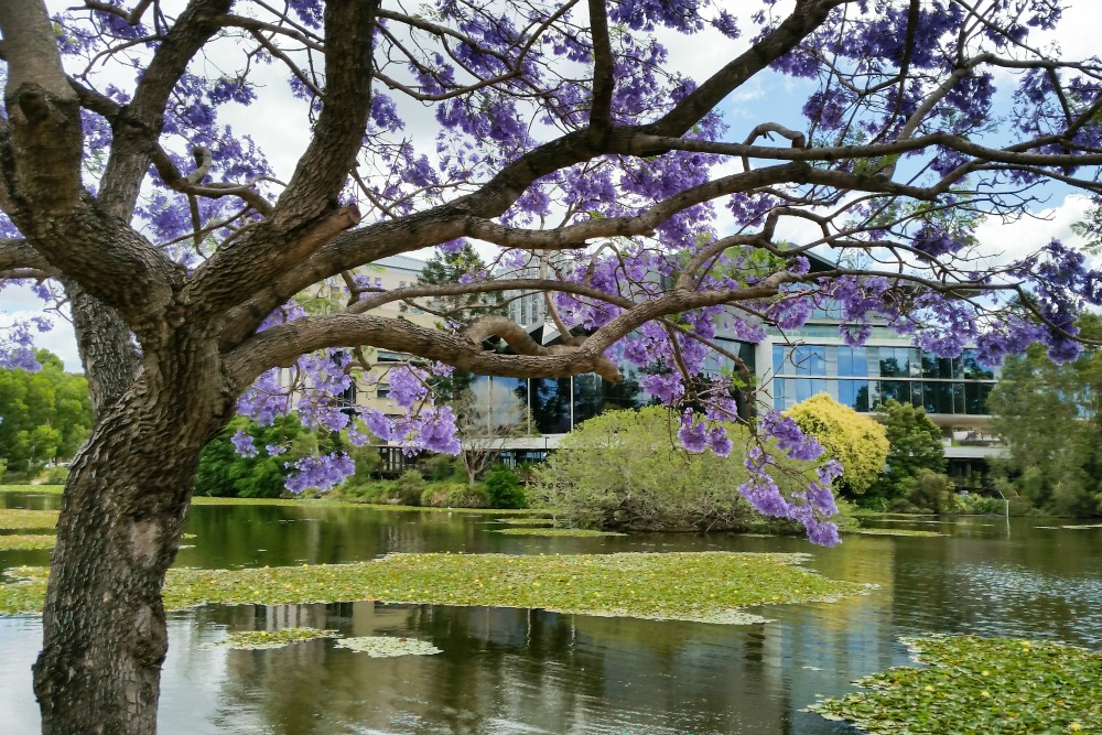 Jacarandas Brisbane Australia