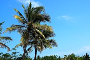 Palmen auf Sansibar