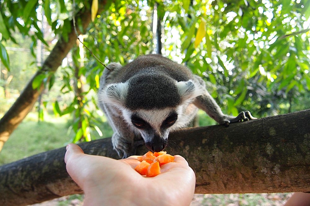 Lemur in Sansibar