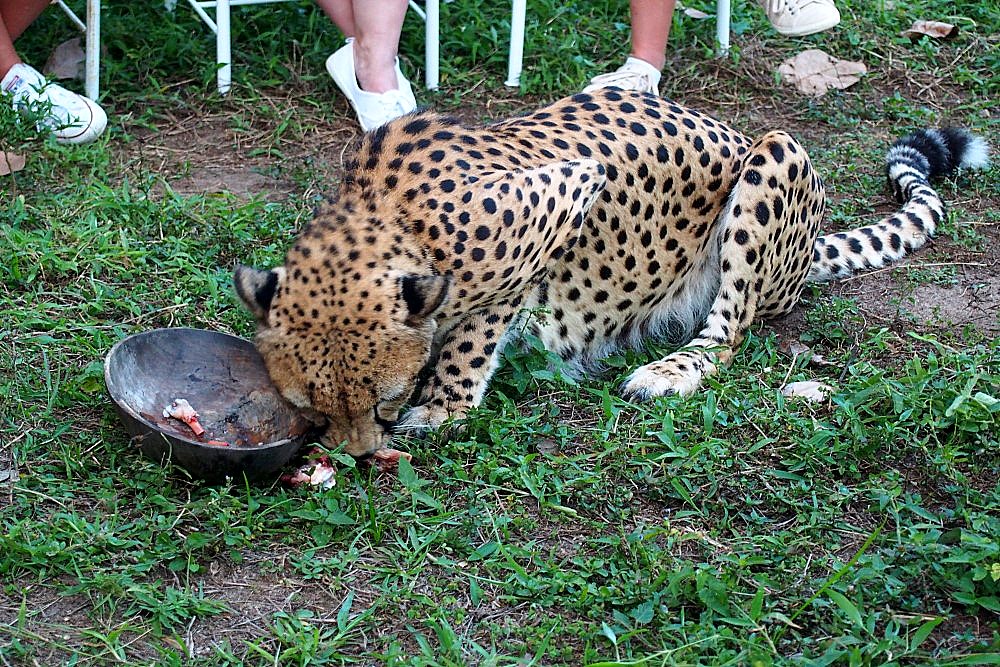 Gepard in Cheetah's Rock, Sansibar