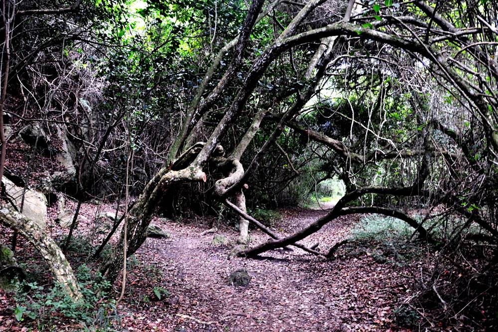 Giant Kingfisher Trail