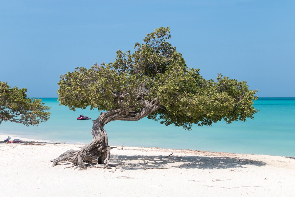 Aruba Karibik Divi-Divi-Bäume Reiseblog