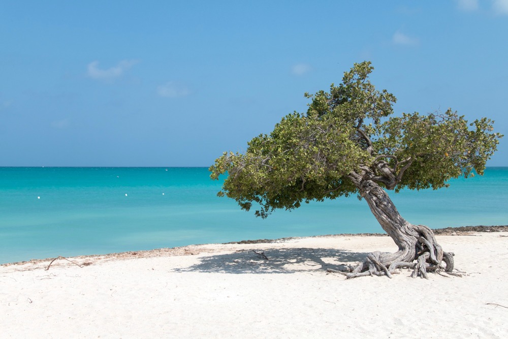 Divi-Divi-Bäume Aruba Karibik