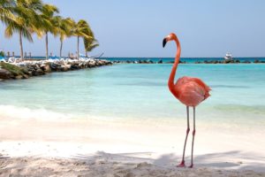 Flamingo am Strand von Aruba
