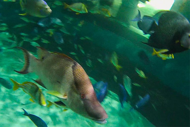 Florida Keys Die Top 7 Sehenswürdigkeiten und Highlights