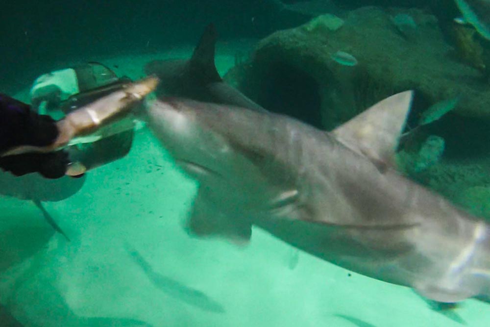 Florida Keys Sehenswürdigkeiten Haie
