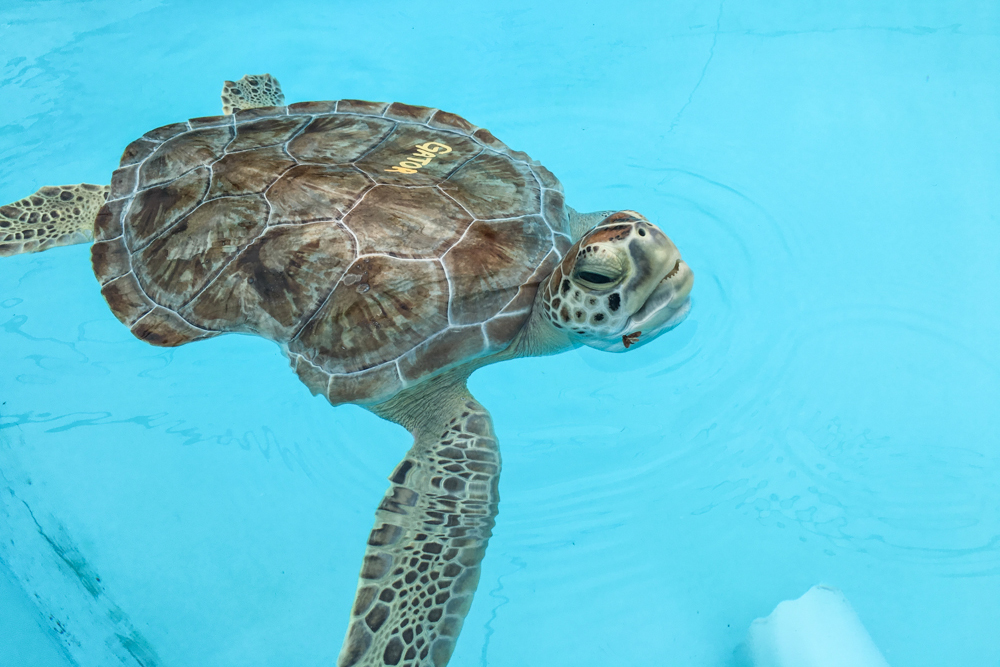 Florida Keys Sehenswürdigkeiten Turtle Hospital Schildkröte