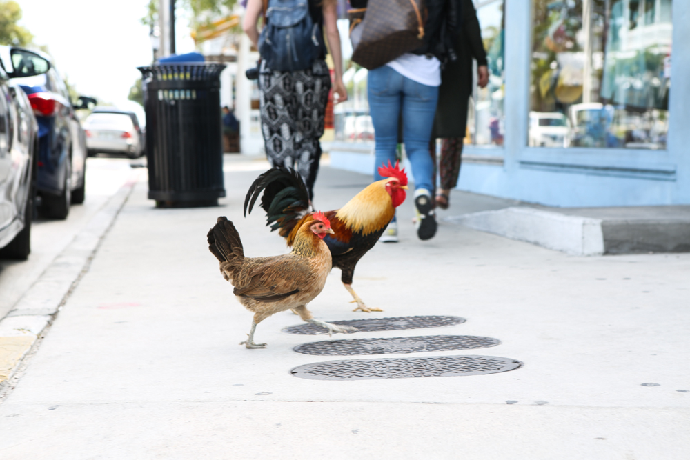 Hühner auf der Straße