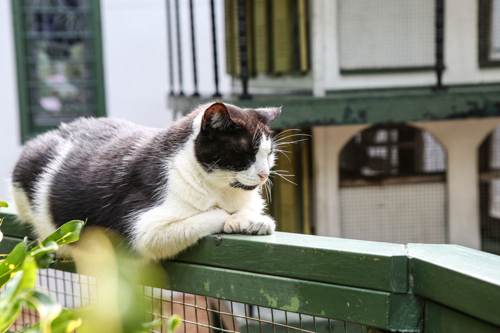 Hemingway House Katze