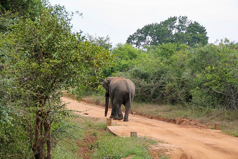 Safari in Sri Lanka