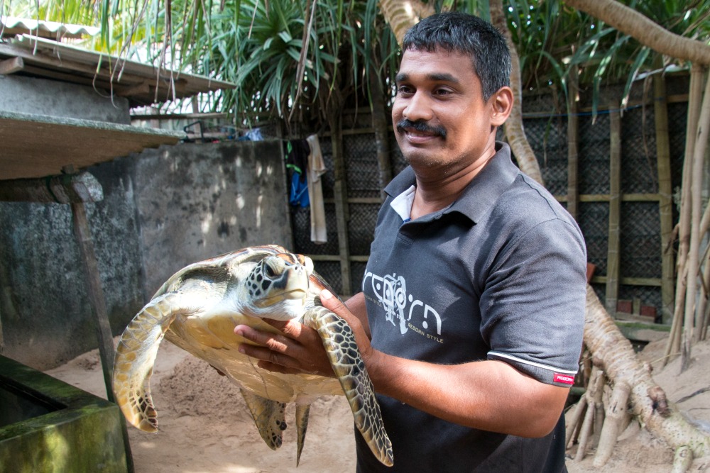 Schildkrötenstation Turtle Kosgoda Sri Lanka