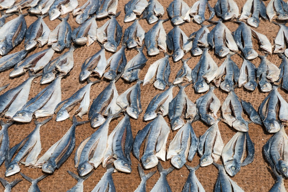 Sri Lanka Negombo Fischmarkt