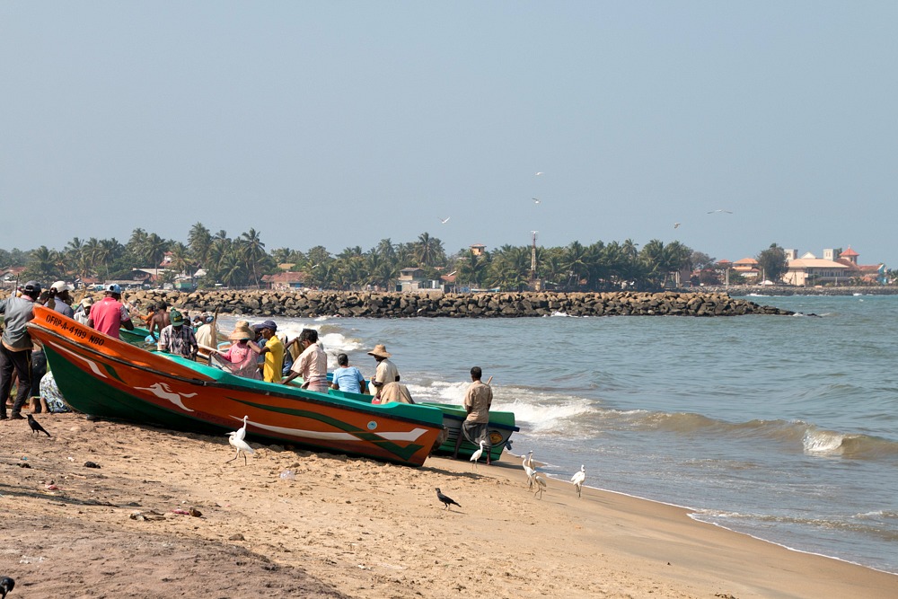 Sri Lanka Negombo Fish Market